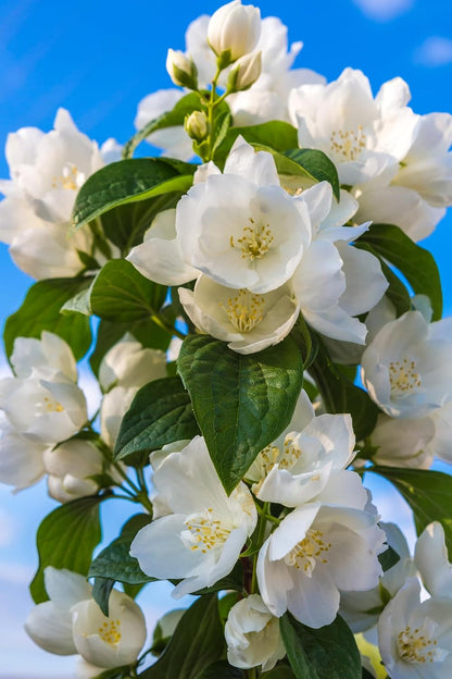 🏆 50K+ SOLD! 🌿❄️ FrostCharm Jasmine Seeds – Winter Planting, Perennial Blooms & Fragrant Garden Elegance 🌸-YH