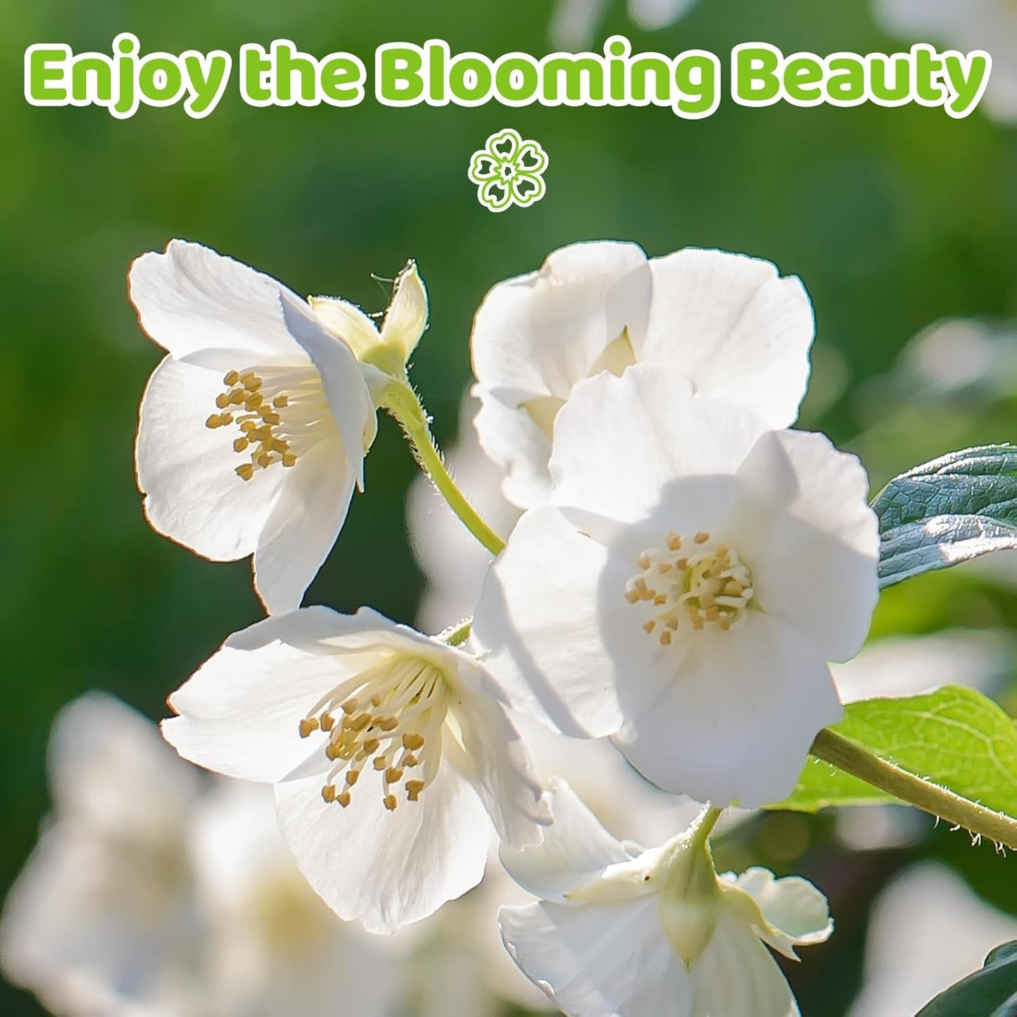 🏆 50K+ SOLD! 🌿❄️ FrostCharm Jasmine Seeds – Winter Planting, Perennial Blooms & Fragrant Garden Elegance 🌸-YH