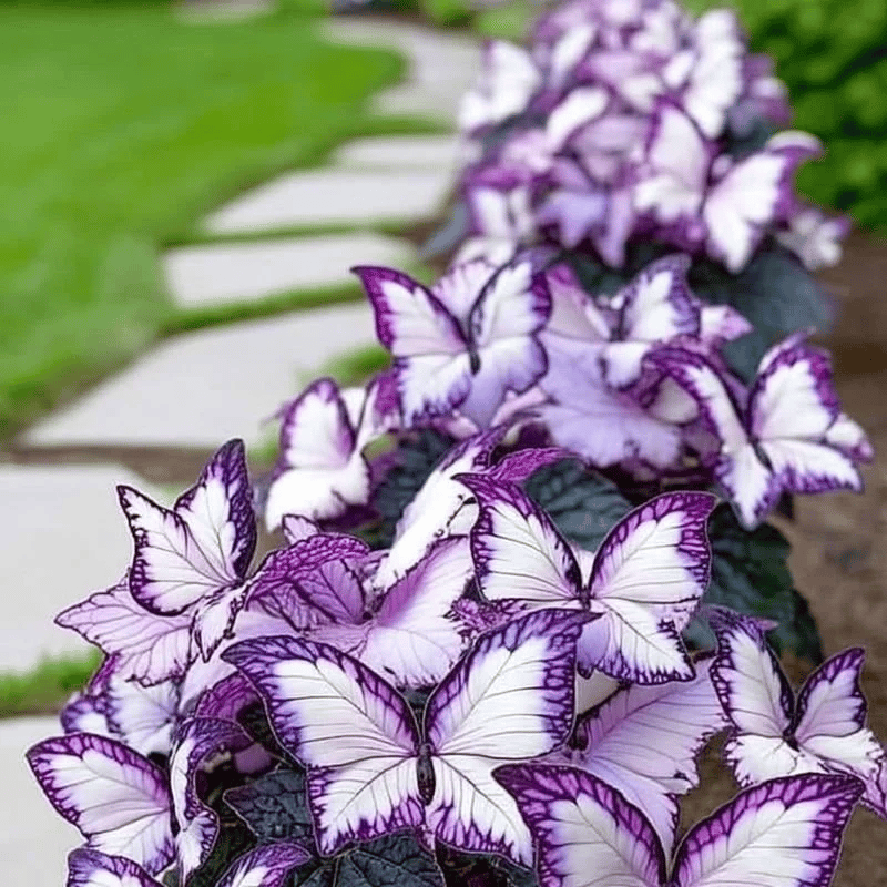 🔥Last Day: Hot Sale 49% OFF - 🍃🦋 Butterfly Leaf Hosta Seeds: Add a Touch of Whimsy to Your Garden!🌿-YH