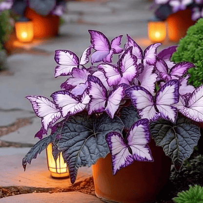 🔥Last Day: Hot Sale 49% OFF - 🍃🦋 Butterfly Leaf Hosta Seeds: Add a Touch of Whimsy to Your Garden!🌿-YH