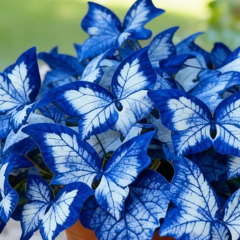 🔥Last Day: Hot Sale 49% OFF - 🍃🦋 Butterfly Leaf Hosta Seeds: Add a Touch of Whimsy to Your Garden!🌿-YH