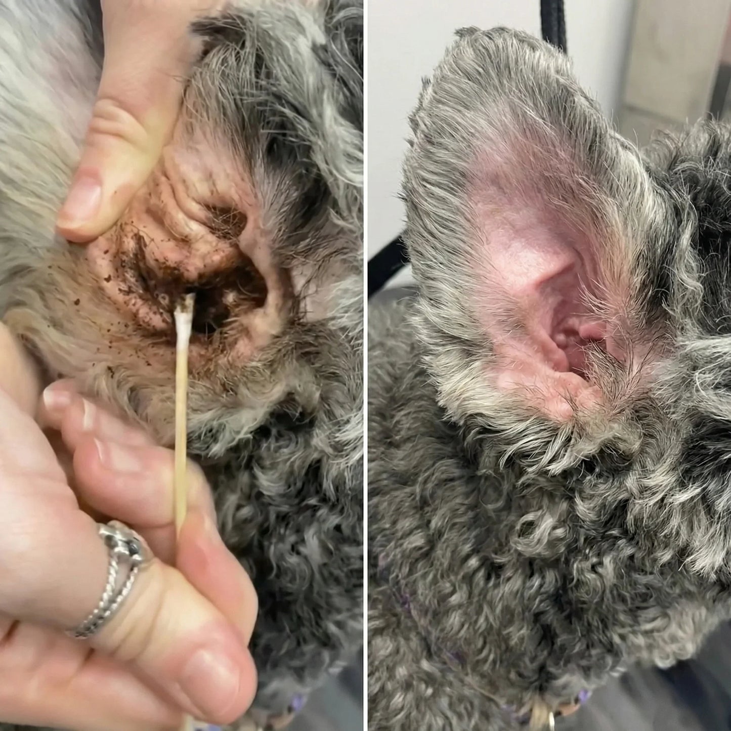 Best Seller🔥  StrollStash Herbal Pet Ear Drops🎉Special limited-time discount-WH