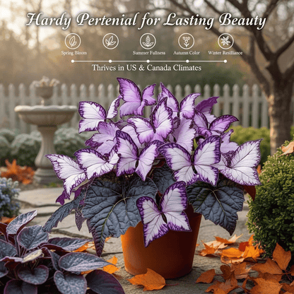 🔥Last Day: Hot Sale 49% OFF - 🍃🦋 Butterfly Leaf Hosta Seeds: Add a Touch of Whimsy to Your Garden!🌿-YH