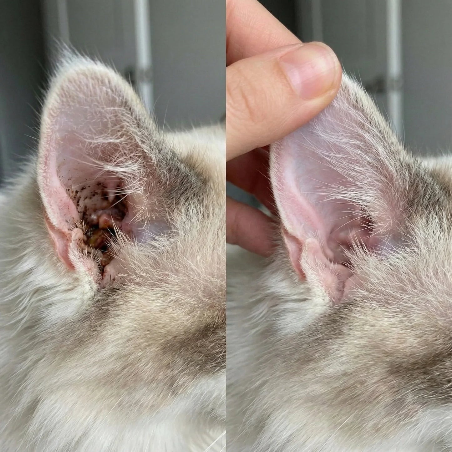 Best Seller🔥  StrollStash Herbal Pet Ear Drops🎉Special limited-time discount-WH