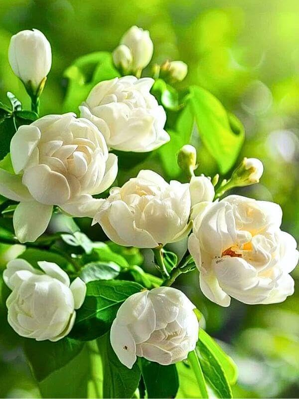 🏆 50K+ SOLD! 🌿❄️ FrostCharm Jasmine Seeds – Winter Planting, Perennial Blooms & Fragrant Garden Elegance 🌸-YH