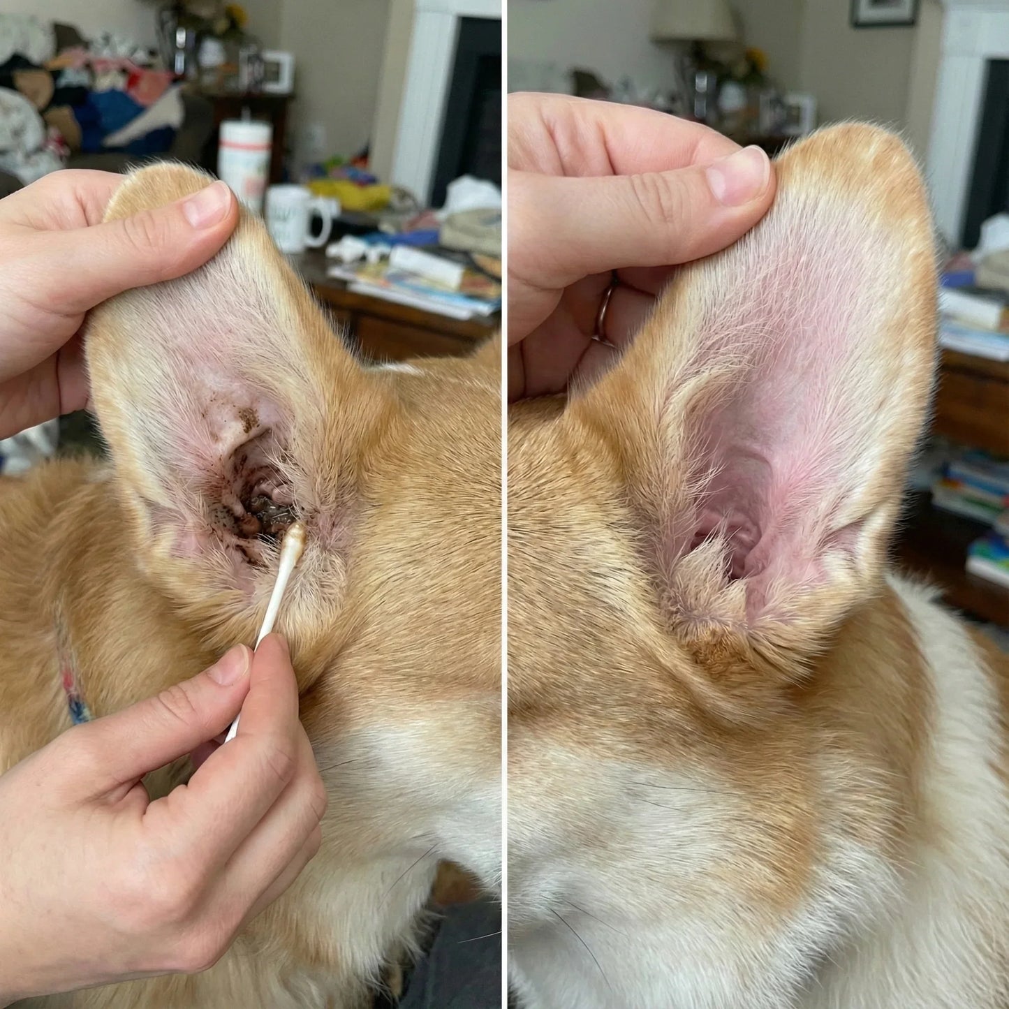 Best Seller🔥  StrollStash Herbal Pet Ear Drops🎉Special limited-time discount-WH