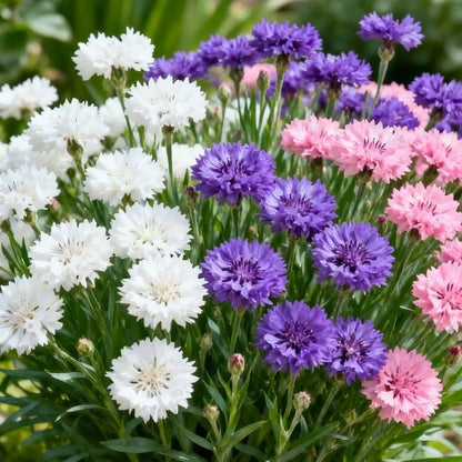 🎁Hot Sale 49% OFF🔥🌱Premium Cornflower Seeds – The "Unstoppable" Wildflower That Grows Anywhere  $AC