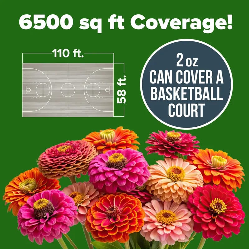 🔥HOT SALE 49% OFF-Zinnia Seeds - Pure Seeds - No Filler - USA Heirloom Flower Seeds  -$AC