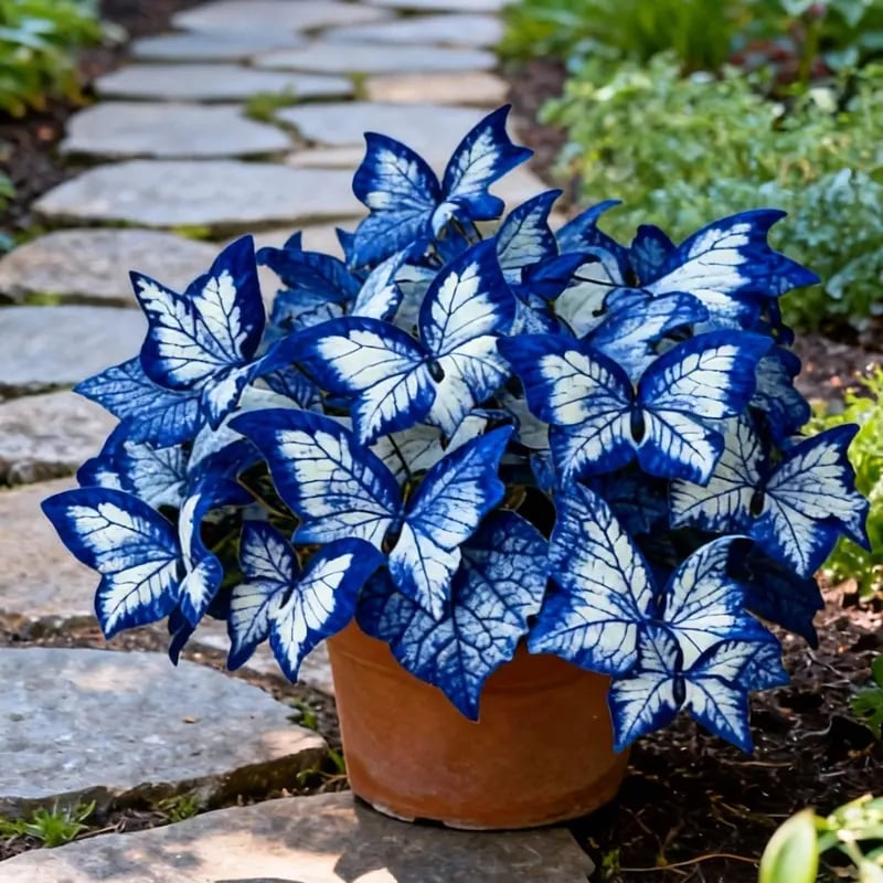 🔥Last Day: Hot Sale 49% OFF - 🍃🦋 Butterfly Leaf Hosta Seeds: Add a Touch of Whimsy to Your Garden!🌿-YH